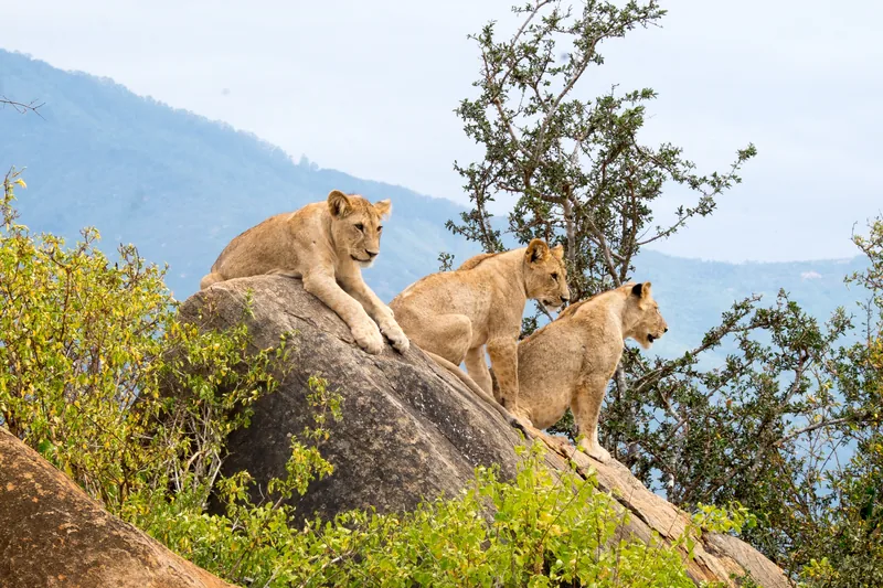 14-Day Mount Meru, Northern Safari & Zanzibar Beach - Tanzania safari gallery image